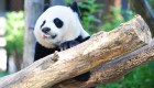 China abrirá su primer parque nacional para pandas gigantes