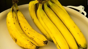 Sospecha de hongo en bananos de Ecuador