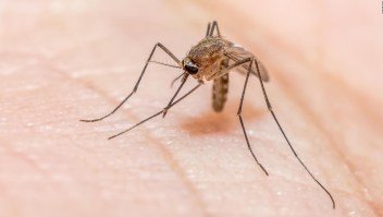 Florida alerta por virus mortal transmitido por mosquito