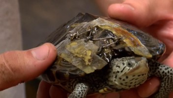 Los broches de sostén pueden salvar tortugas