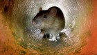 EE.UU. quiere envenenar a todos los ratones de las Islas Farallon