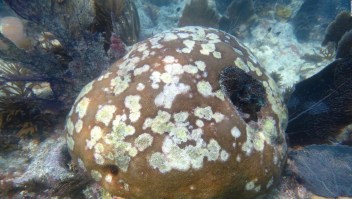 Reproducción de corales en cautiverio