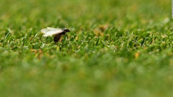 Hormigas voladoras UK