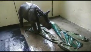 Rescatan a bebé rinoceronte en India