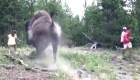 Video muestra ataque de bisonte a niña