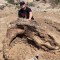 EE.UU.: hallan cráneo de dinosaurio de hace 65 millones de años