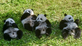 Esta reserva china festejó el cumpleaños de 18 pandas