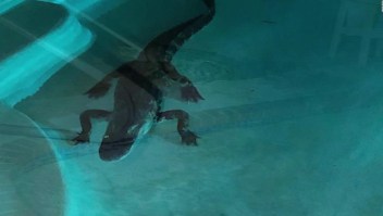 Florida: Aparece un cocodrilo en una  piscina privada