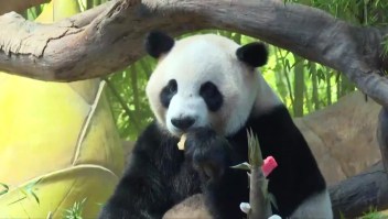 Trillizos panda cumplen 5 años y lo celebran a lo grande