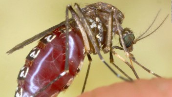 Alerta por virus de encefalitis transmitido por mosquitos