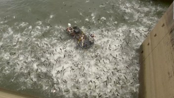 Cientos de peces saltan del agua electrocutados