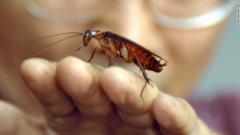Las cucarachas se están volviendo inmunes a los insecticidas y eso es un gran problema | CNN
