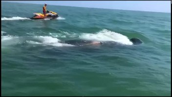 Estos pescadores lograron devolver al mar a una ballena