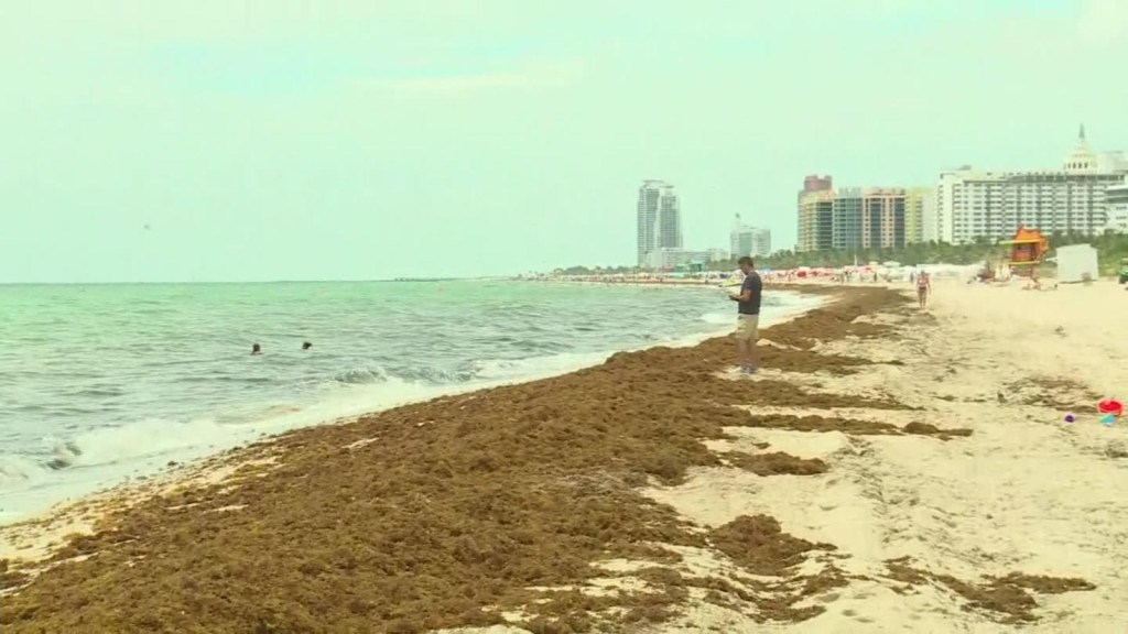 La operación de limpieza de las playas de Miami