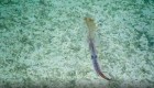 La extraña criatura marina que se volvió viral