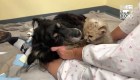 Un perro cuida a cachorro de guepardo en un zoológico