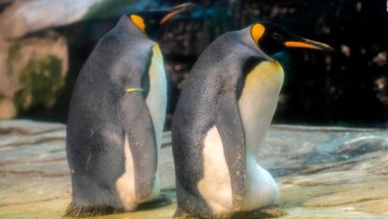 Pingüinos gay adoptan un huevo juntos