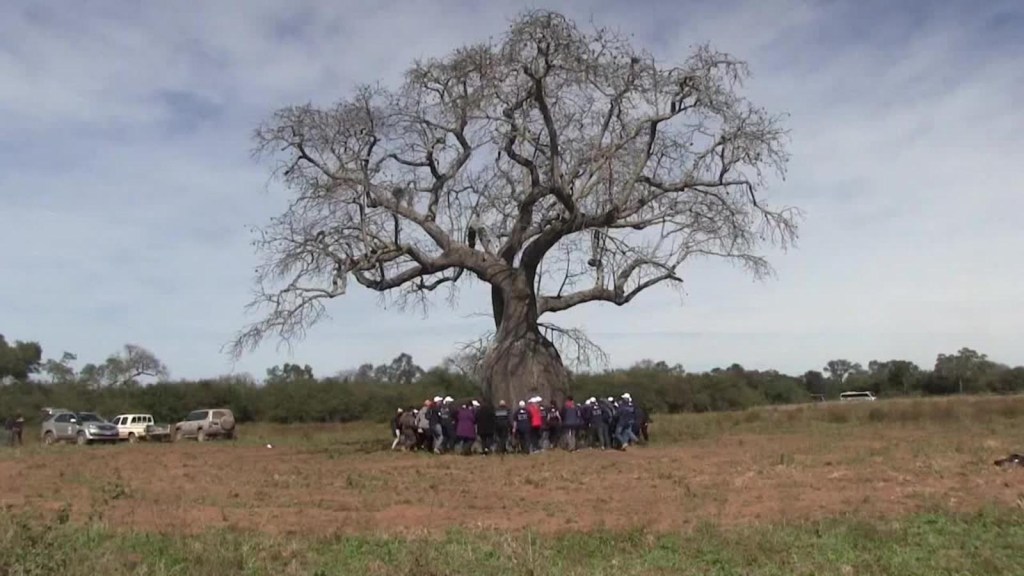 En Paraguay buscan el mejor árbol