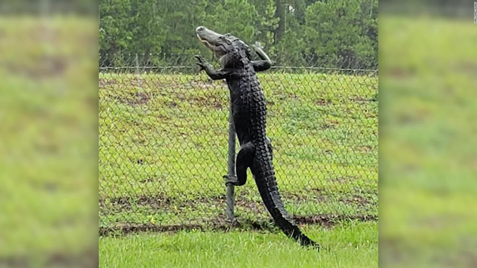 Caimán trepa una cerca y burla la seguridad de una base militar en Florida  | Video | CNN