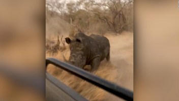 Turistas escapan de la embestida de un rinoceronte