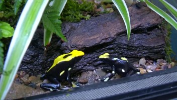 Exhiben en República Checa ranas doradas en peligro de extinción