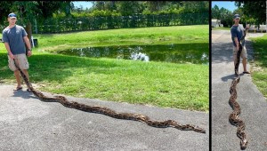 Una pitón de más de 5 metros fue capturada en Florida