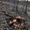 Animales afectados por los incendios del Amazonas