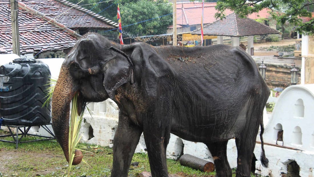Activistas Piden Boicotear Las Atracciones De Elefantes De Sri Lanka Despues De Que Se Divulgaran Estas Fotos Cnn