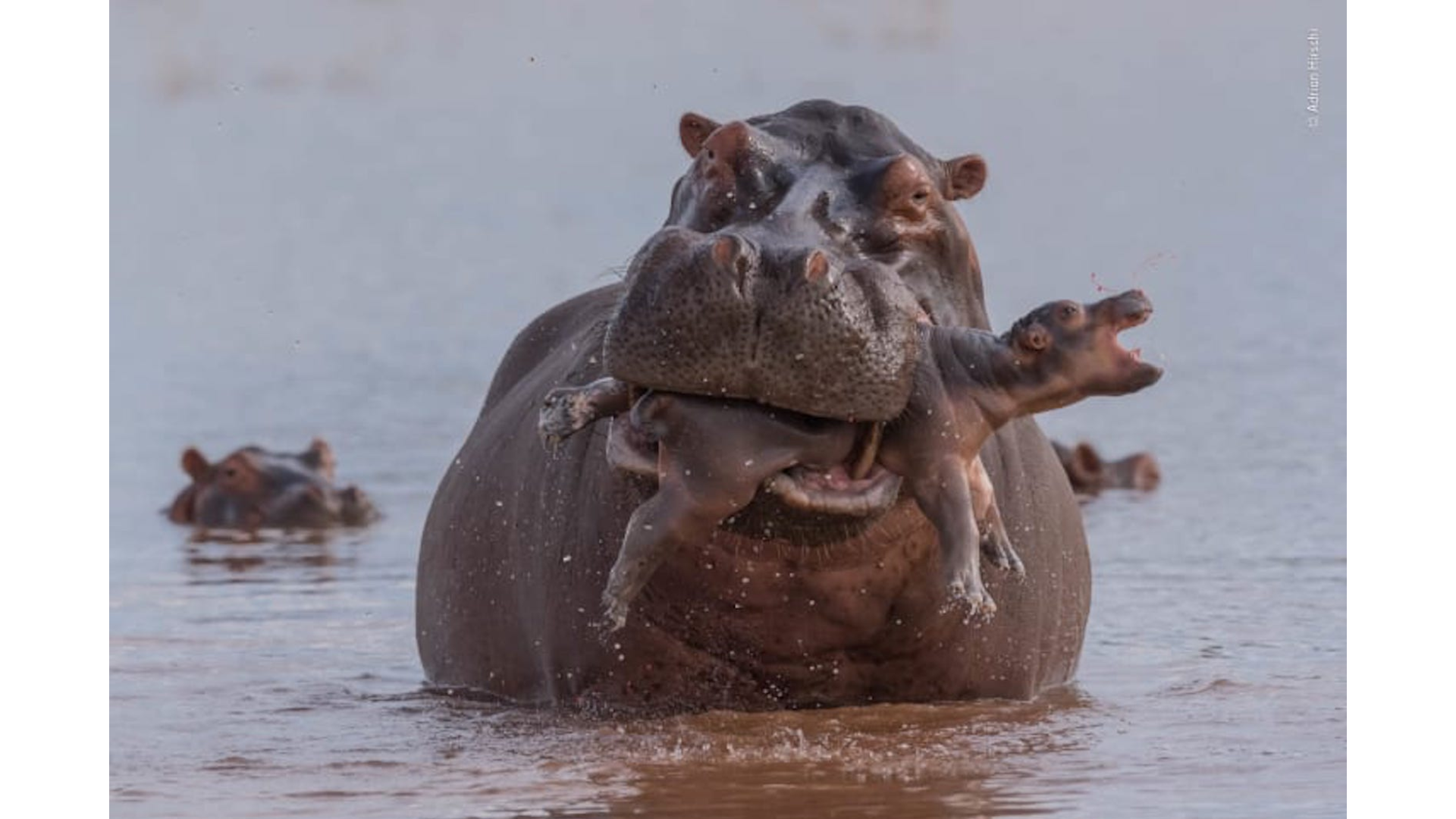 FOTOS | Las impresionantes imágenes del Wildlife Photographer of the