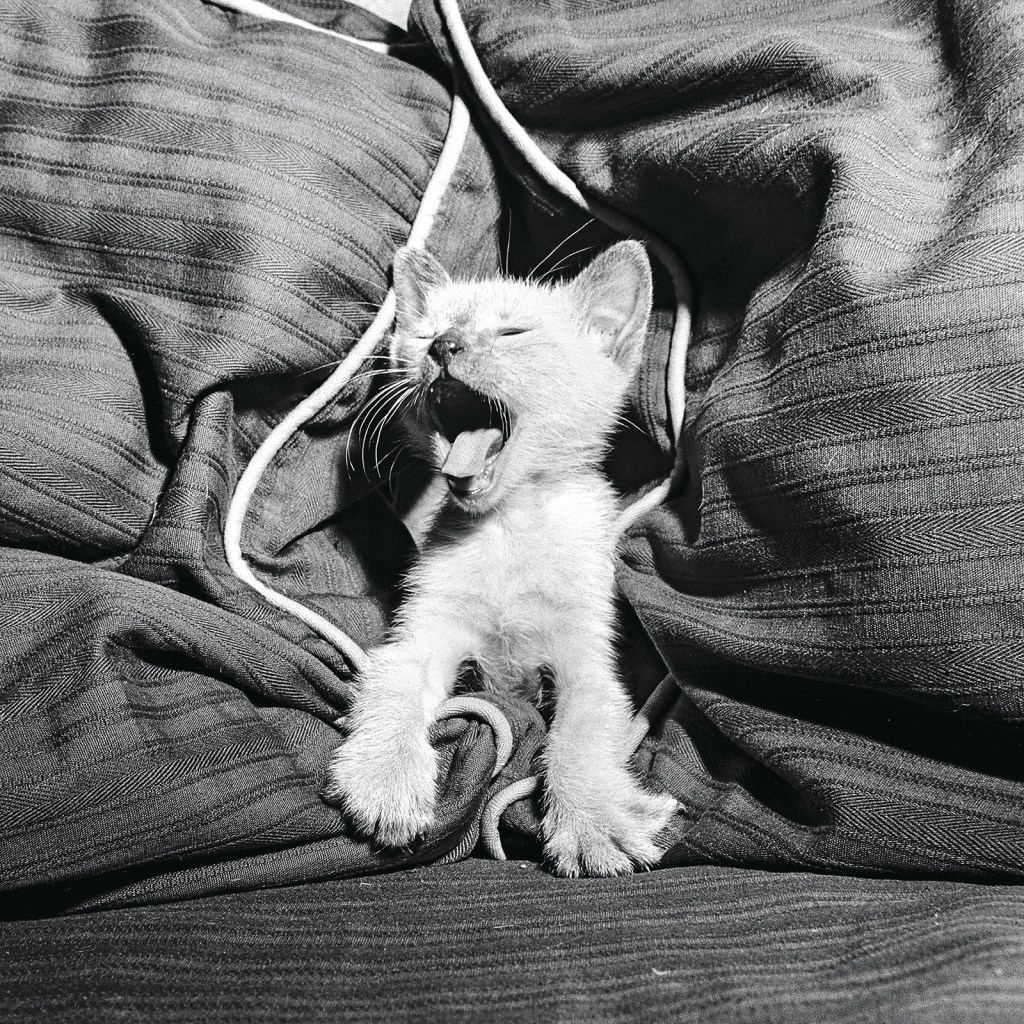 Un gato siamés bosteza en 1950.