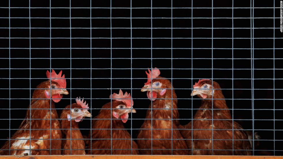 Turba roba al menos 20.000 gallinas de una finca en Colombia
