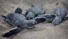 Ecuador: Nacen tortugas en peligro de extinción