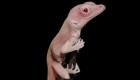 Modifican genéticamente primeras lagartijas con albinismo