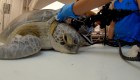 Esta tortuga fue hallada con un arpón en el cuello