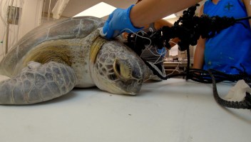 Esta tortuga fue hallada con un arpón en el cuello