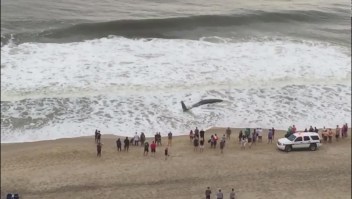 Una ballena murió en una playa de Maryland
