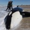 Arduo rescate de orcas en Argentina