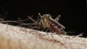 Cambio climático contibuiría a una epidemia global del dengue