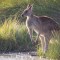 Canguros serán comida para mascotas en Australia