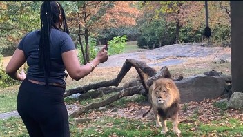 Una mujer ingresó al hábitat de un león en el zoo del Bronx
