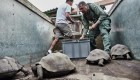 Ecuador: 309 tortugas retornan a su hábitat natural