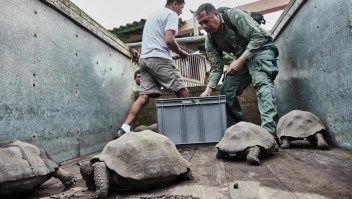 Ecuador: 309 tortugas retornan a su hábitat natural
