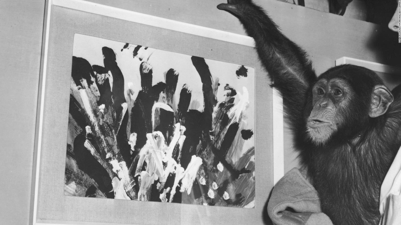 Pinturas del chimpancé Congo estarán a la venta por cerca de US$ 250.000, Video