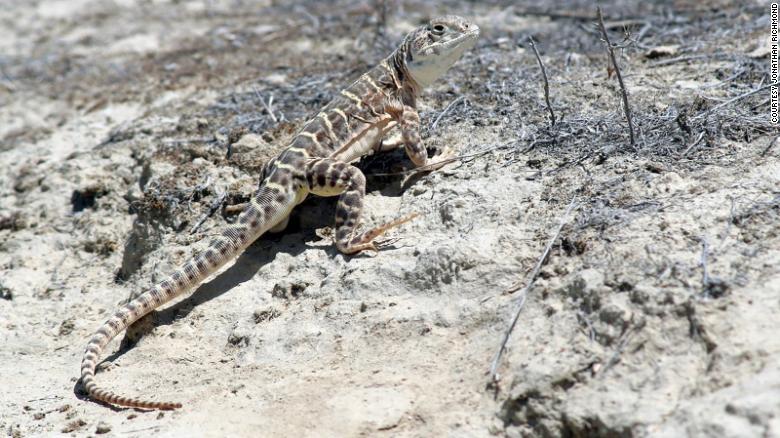 lagarto leopardo de narizo roma peligro de extincion reptiles 