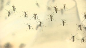 Alerta en Europa por contagios de zika