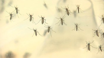 Alerta en Europa por contagios de zika