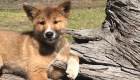 Wandi, el cachorro "milagro" de los conservacionistas