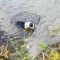 Rescatan cachorro enjaulado en un lago helado de Illinois