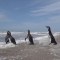 La tierna imagen de pingüinos que vuelven al mar