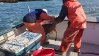 Pescadores rescatan a un ciervo en el mar